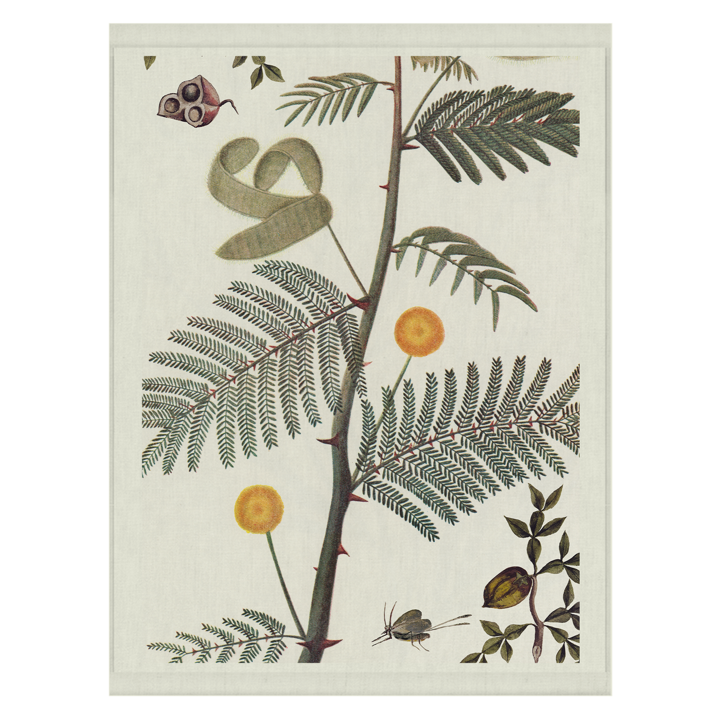 Acacia | Wall hanging